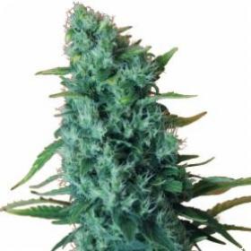 Gorilla Infested Gelato Auto Feminised Seeds Gorilla Infested Gelato Auto Feminised Seeds