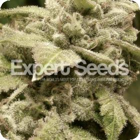 Gorilla White Widow Feminised Cannabis Seeds Jpg