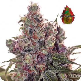 Grapefruit Feminised Seeds Grapefruit Feminised Seeds