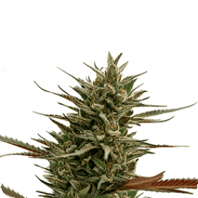 Green Mango C B D Jpg
