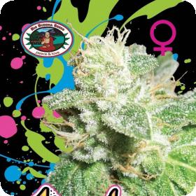 Head Cheese Feminised Seeds Head Cheese Feminised Seeds
