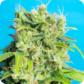 Heaven's Gate CBD Regular Seeds (Limited Edition) Seeds Heaven's Gate CBD Regular Seeds (Limited Edition) Seeds