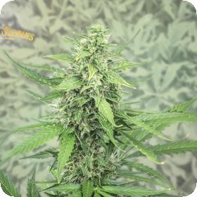 Next of Kin Feminised Seeds