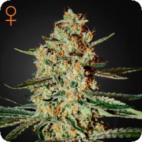 Himalayan Gold Feminised Seeds Himalayan Gold Feminised Seeds