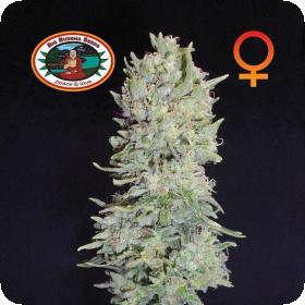 Hindu Cream Feminised Seeds Hindu Cream Feminised Seeds