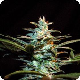 Ice Cool Feminised Cannabis Seeds Sweet Cannabis Seeds 0