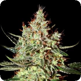 K-Train Feminised Seeds K-Train Feminised Seeds