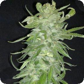 Cristal Paradise Feminised Seeds