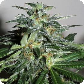 Cyber Cristal Feminised Seeds Cyber Cristal Feminised Seeds