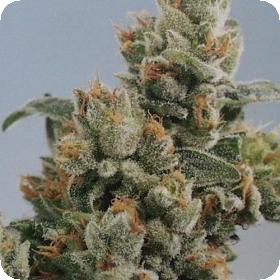 KC 36 Feminised Seeds KC 36 Feminised Seeds