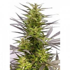 KC 42 Feminised Seeds