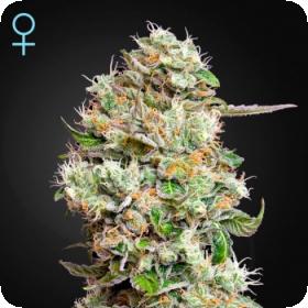 King's Kush CBD Auto Feminised Seeds King's Kush CBD Auto Feminised Seeds