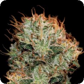 Kaia Kush Feminised Seeds Kaia Kush Feminised Seeds