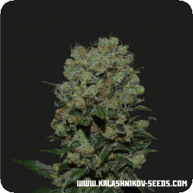 Kalashnikov Express Feminised Seeds Kalashnikov Express Feminised Seeds