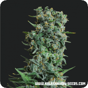 Kalashnikov Original Feminised Seeds