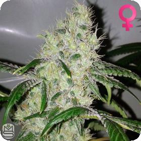 Karma Genetics Orange Bubba Jpg