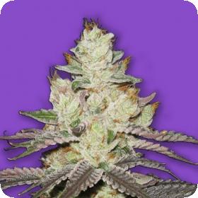 Killer Purps Feminised Seeds Killer Purps Feminised Seeds