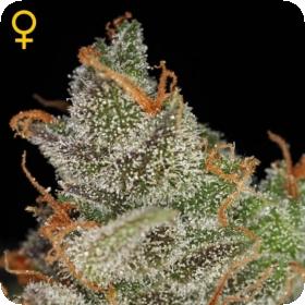 Kings Kush Greenhouse 0