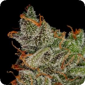 King's Kush Feminised Seeds King's Kush Feminised Seeds