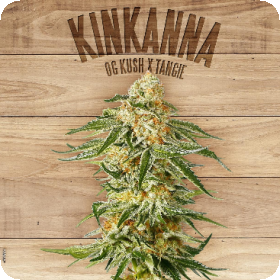 Kinkanna Feminised Seeds Kinkanna Feminised Seeds
