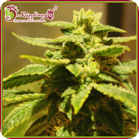 Krippling 27s Gelato Jpg