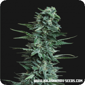 Kubanskiy Ubiyza Feminised Seeds Kubanskiy Ubiyza Feminised Seeds
