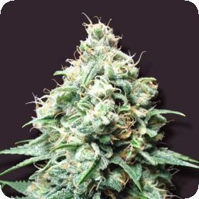 Kush Bomb Feminised Seeds Kush Bomb Feminised Seeds