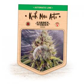 Kush Mass Auto Feminised Seeds Kush Mass Auto Feminised Seeds