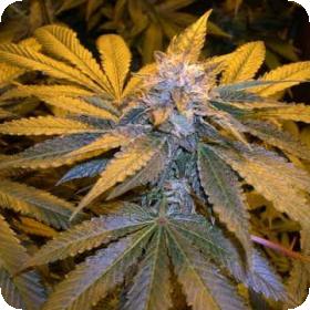 L.A. Confidential Regular Seeds L.A. Confidential Regular Seeds