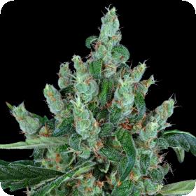 Laughing Buddha Feminised Seeds Laughing Buddha Feminised Seeds