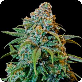 Liberty Haze Feminised Seeds