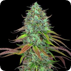 LSD Auto Feminised Seeds LSD Auto Feminised Seeds
