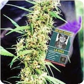 La Nina Regular Seeds La Nina Regular Seeds