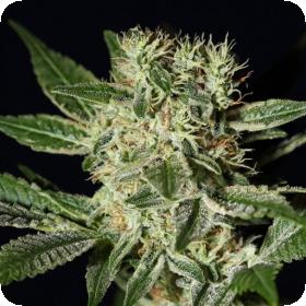 Ladyburn 1974 Feminised Seeds Ladyburn 1974 Feminised Seeds