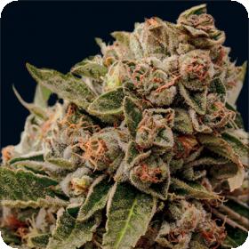 Lamb's Breath x AK-49 Feminised Seeds Lamb's Breath x AK-49 Feminised Seeds