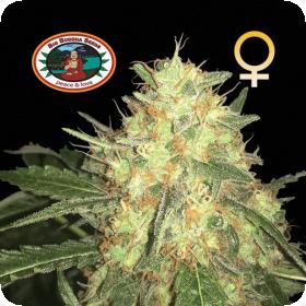 Legends Gold Feminised Seeds Legends Gold Feminised Seeds