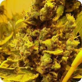 Lemon AID Feminised Seeds Lemon AID Feminised Seeds