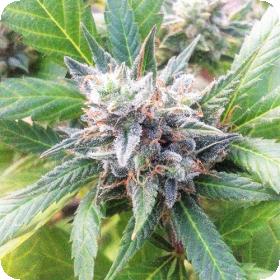 Lemon Candy Feminised Seeds Lemon Candy Feminised Seeds