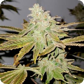 Lemon Gelato Jpg