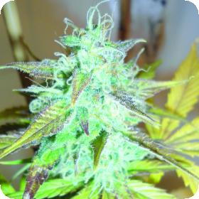 Lemon Haze Auto Feminised Cannabis Seeds Jpg