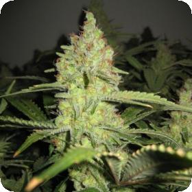 Lemon Pineapple Feminised Seeds Lemon Pineapple Feminised Seeds