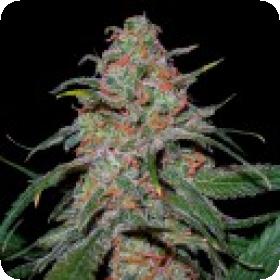 Lemon Skunk Feminised Seeds Lemon Skunk Feminised Seeds