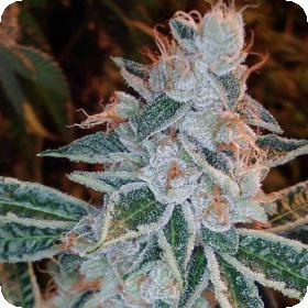 Lemon OG Kush Feminised Seeds Lemon OG Kush Feminised Seeds