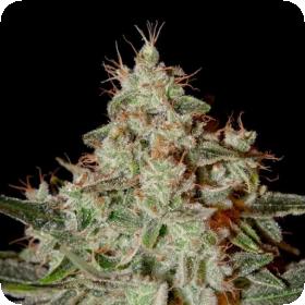 Lemon Skunk Greenhouse 0