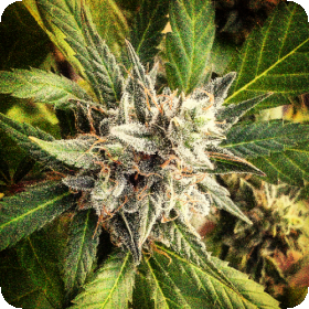 Lemonheads Feminised Seeds Lemonheads Feminised Seeds