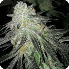 Lots Of Zkittlez Feminised Cannabis Seeds 6