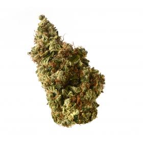 Milkshake Kush Auto Feminised Seeds Milkshake Kush Auto Feminised Seeds