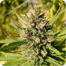 Majestic Lemon Feminised Seeds Majestic Lemon Feminised Seeds