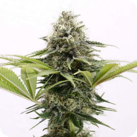 Mama Cultiva Jpg