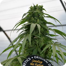 Mandarin Mimosa CBD Feminised Seeds Mandarin Mimosa CBD Feminised Seeds
